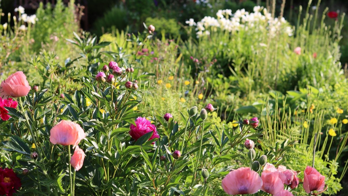 Fast Blooming Perennials for Instant Colour Fast Blooming Perennials for Instant Colour - fast blooming perennials
