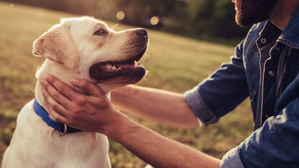 Pet care brands boost growth with key strategies - pet care growth
