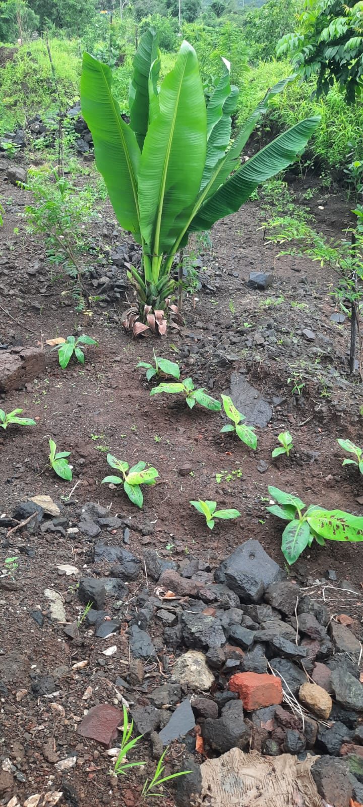 A banana clump with new suckers