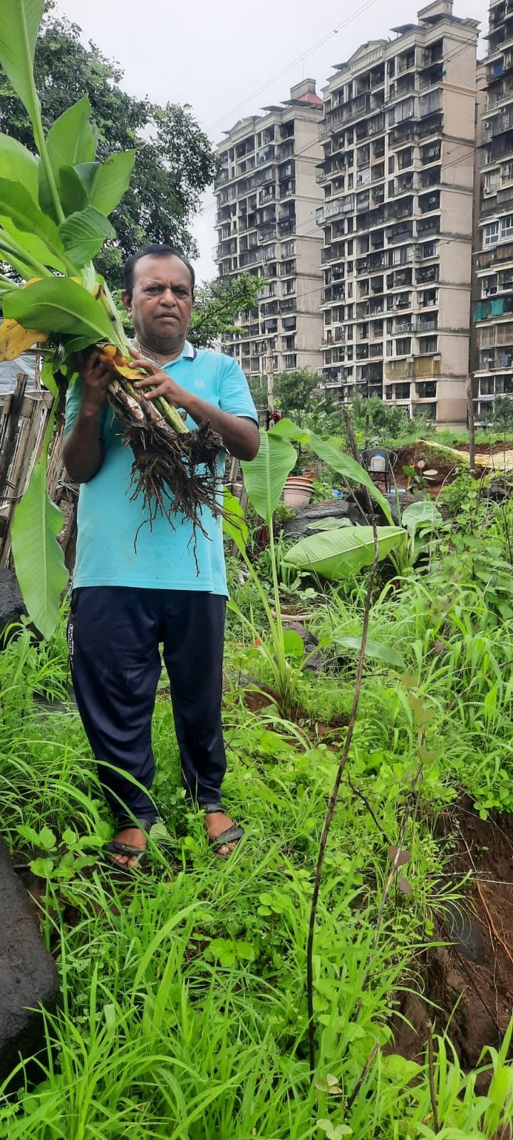Banana suckers ready for planting, Kharghar towers behind