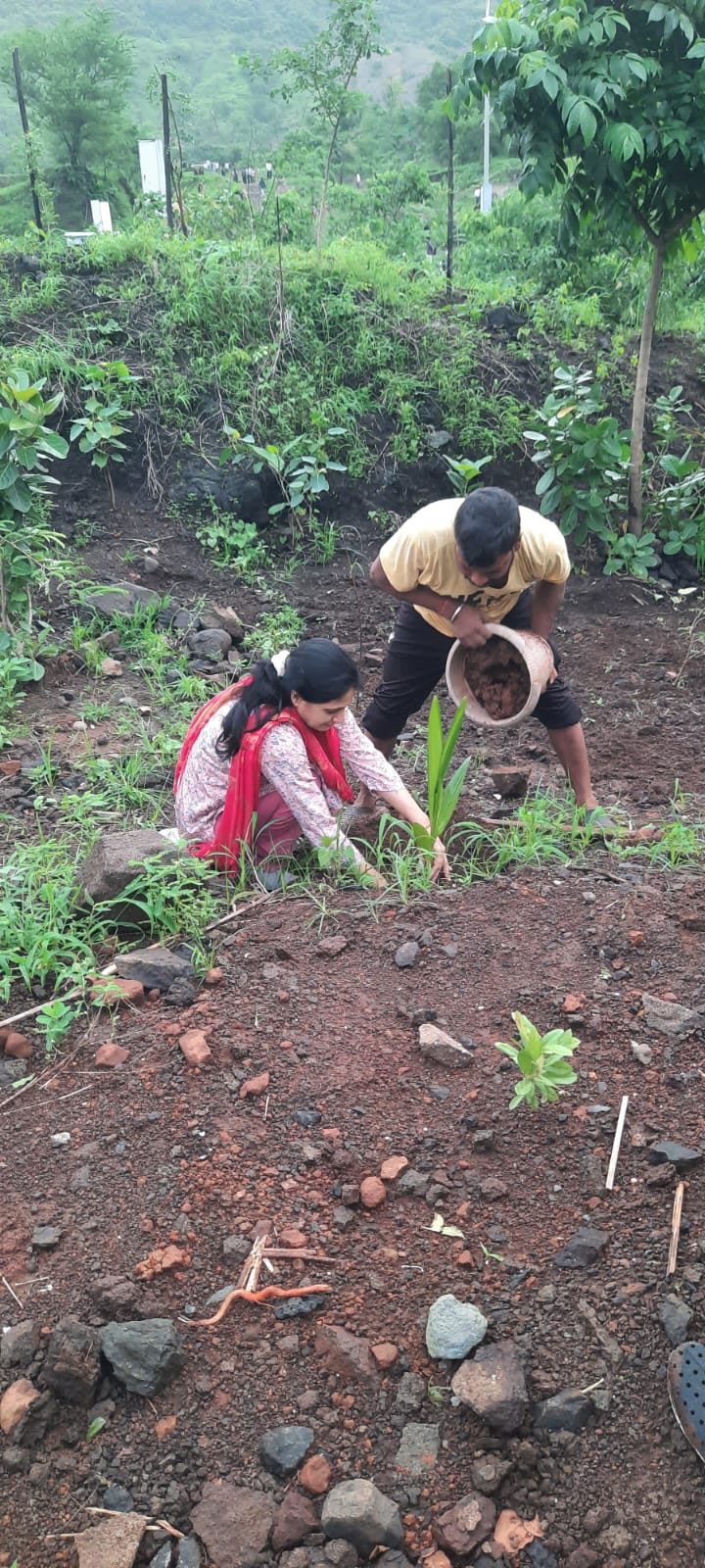 Planting a coconut sapling on the slope