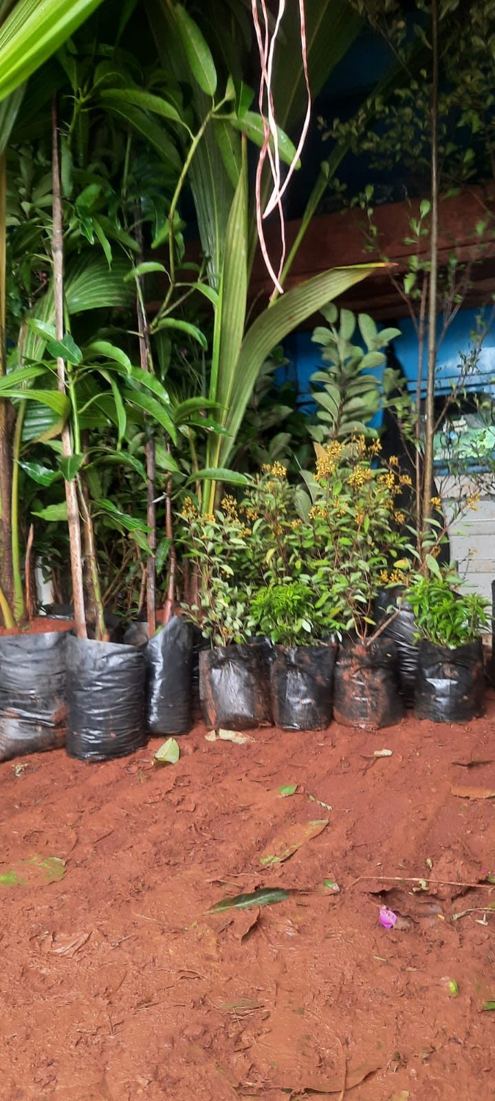 Sapling stock ready for planting