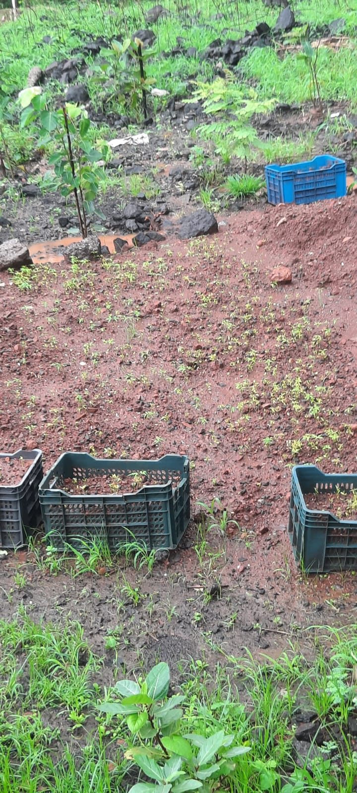 Neem seed beds in crates on red soil