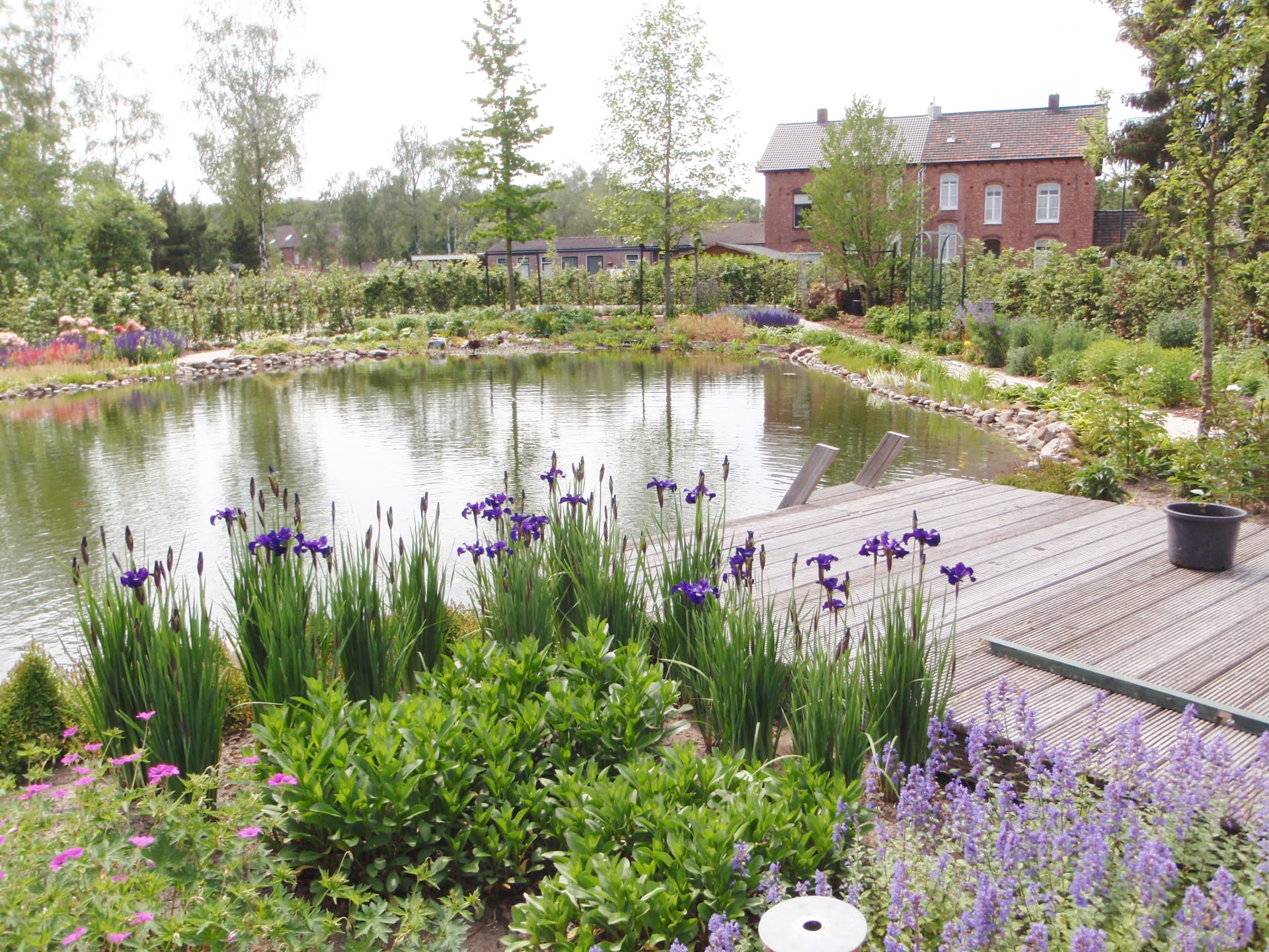 Type 1 Pure Nature Swimming Ponds - AquaForte - Vijvercentrum Overloon