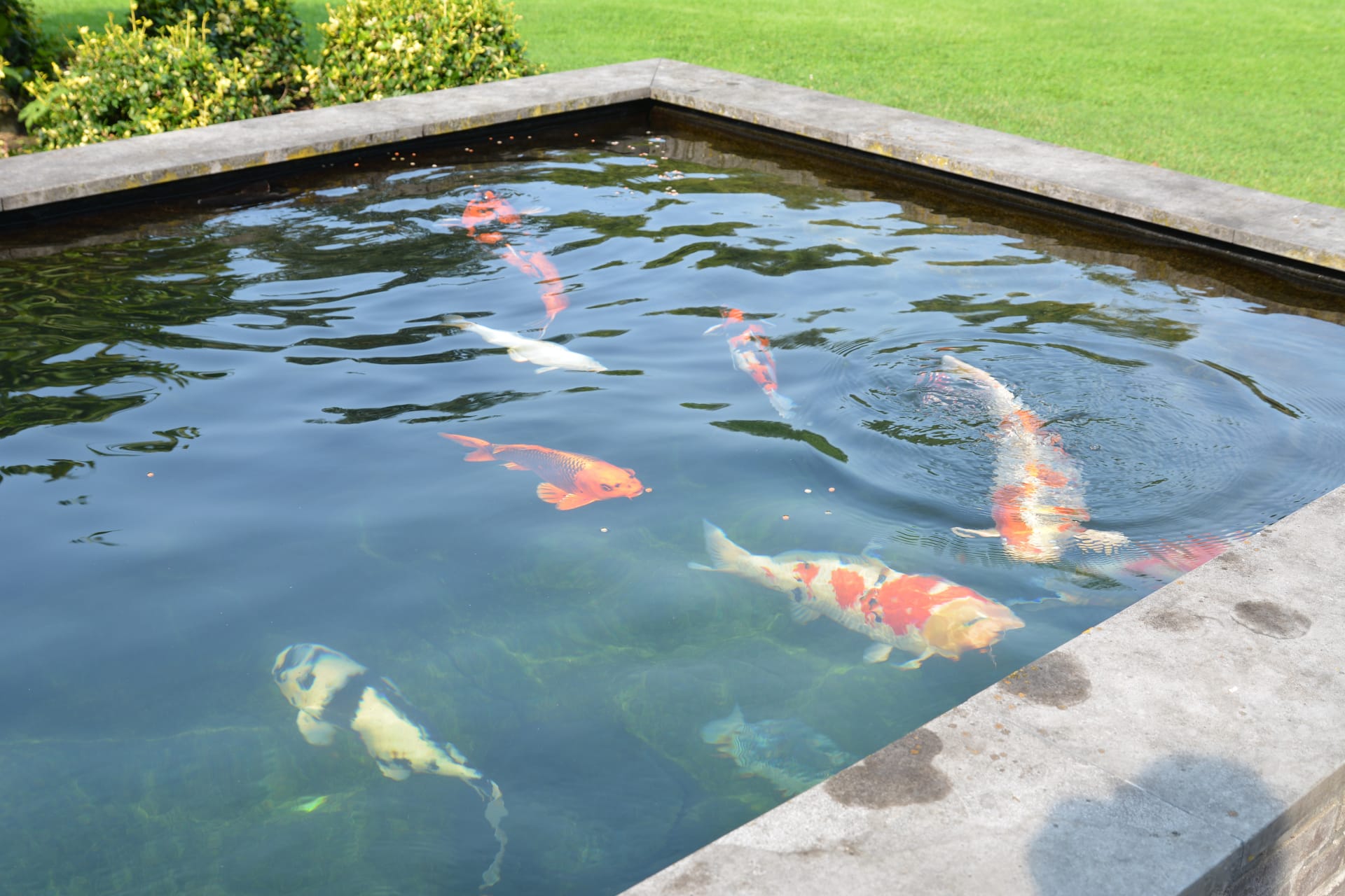 Fish Food - Koi