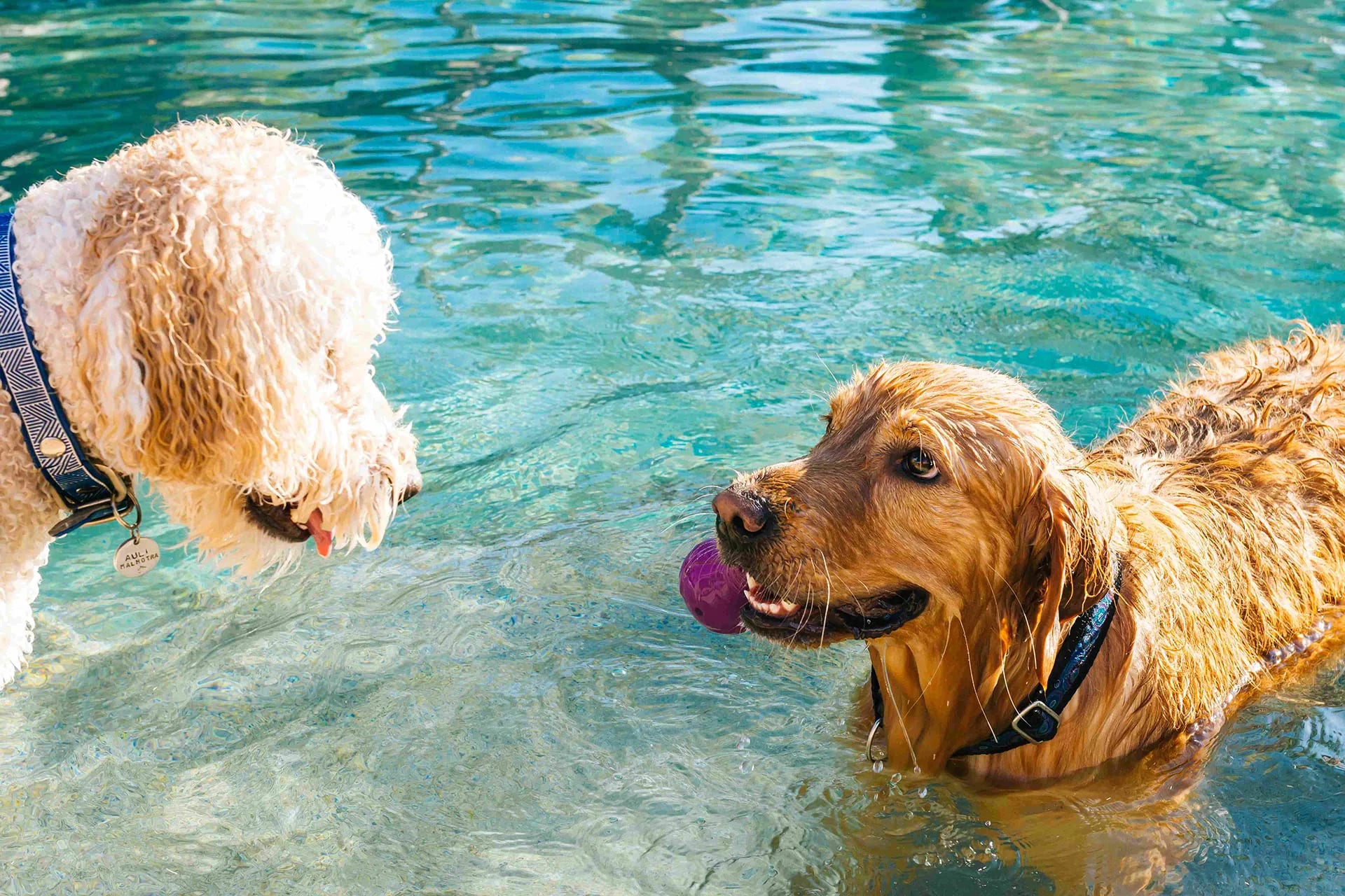 dog playing in water