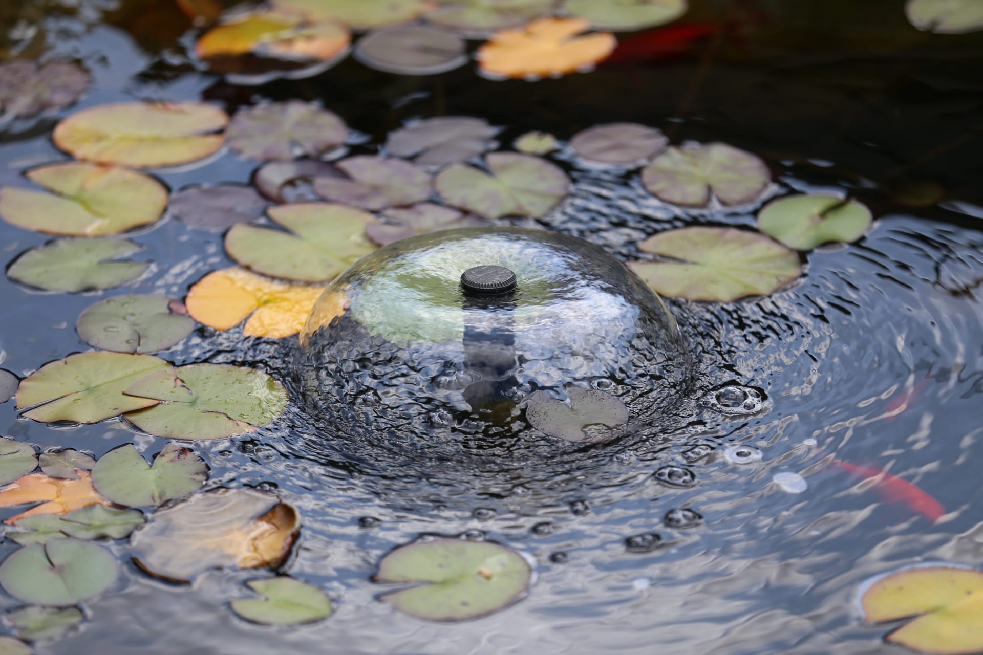 Klares Teichwasser