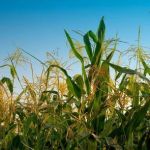 Global Food Security: Addressing the Challenge