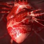 Heart Health: A Beginner's Guide to Cardiovascular Disease