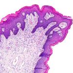 Histology: Using Microscopy to Study Anatomy and Identify Disease