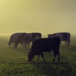 The Future of Farming:  Exploring Climate Smart Agriculture 