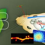 Cellular Mechanisms of Brain Function