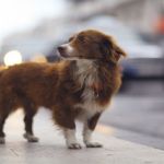 Dog Behavior: Problems and Solutions