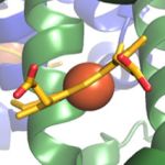 Principles of Biochemistry