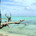 Tropical coastal ecosystems