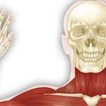 Anatomy: Musculoskeletal and Integumentary Systems