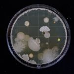 free Bacteriology courses