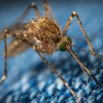 free Malaria courses