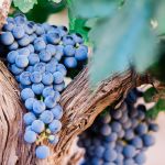 free Oenology courses