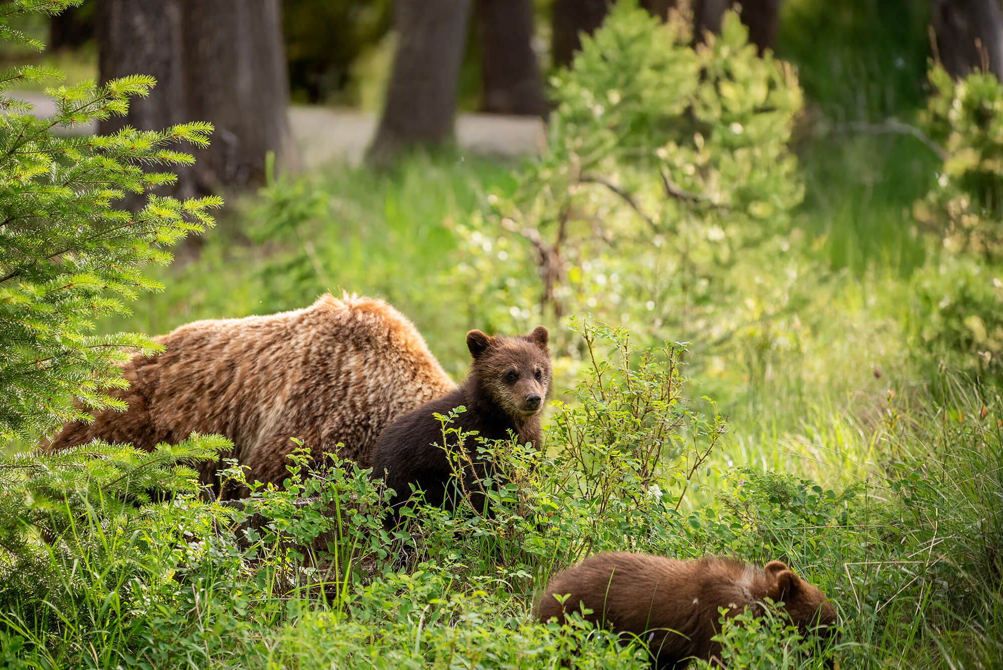 Bear in a forest