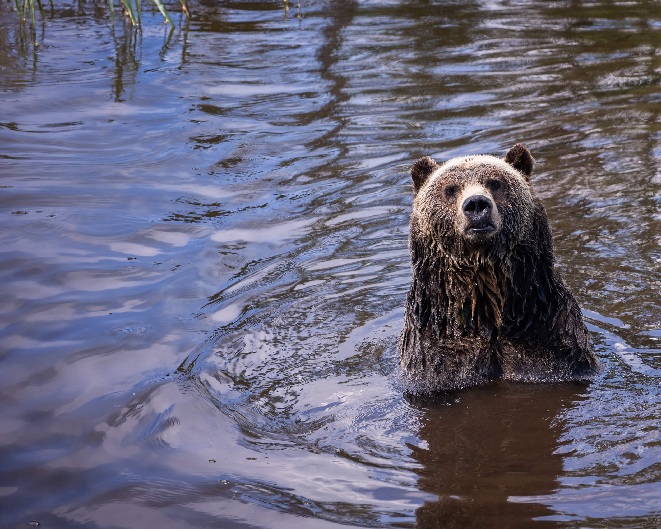 Brown bear in a river — your claims should hold up