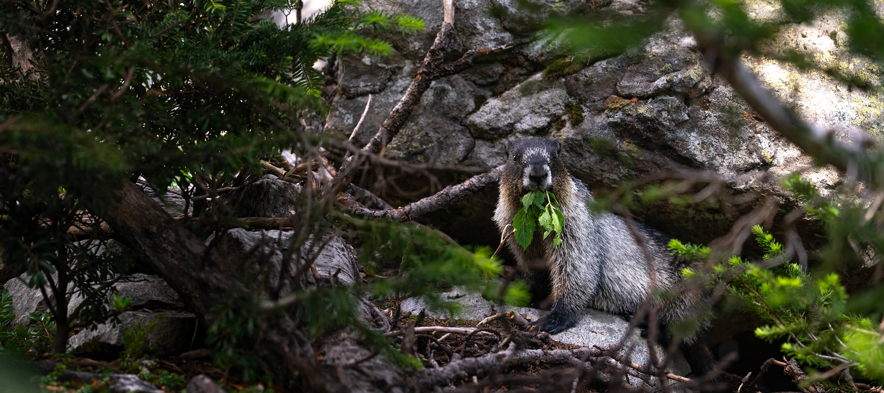 Marmot on an alpine slope — every detail counts