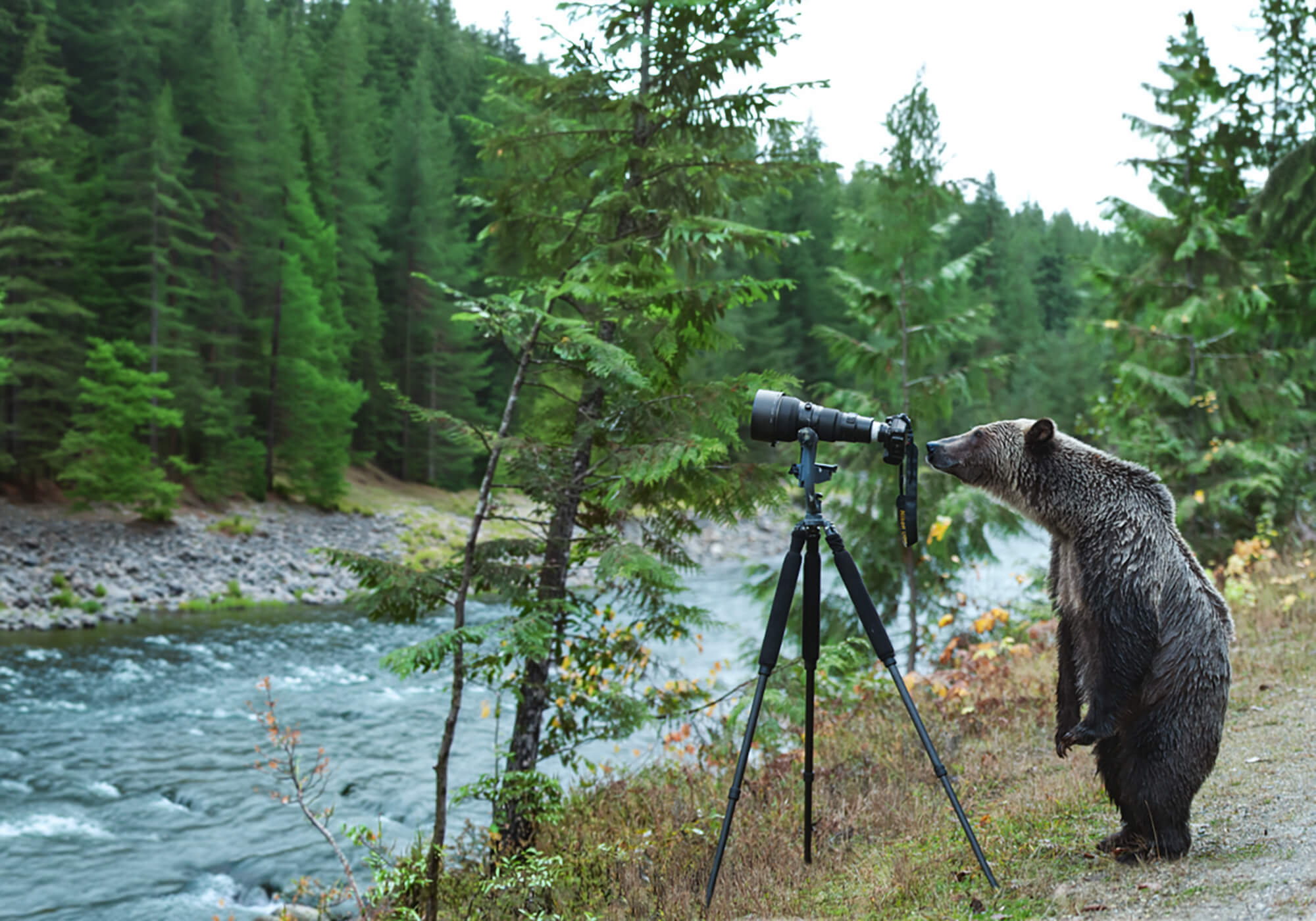 A bear looking through a camera on a tripod in a forest clearing