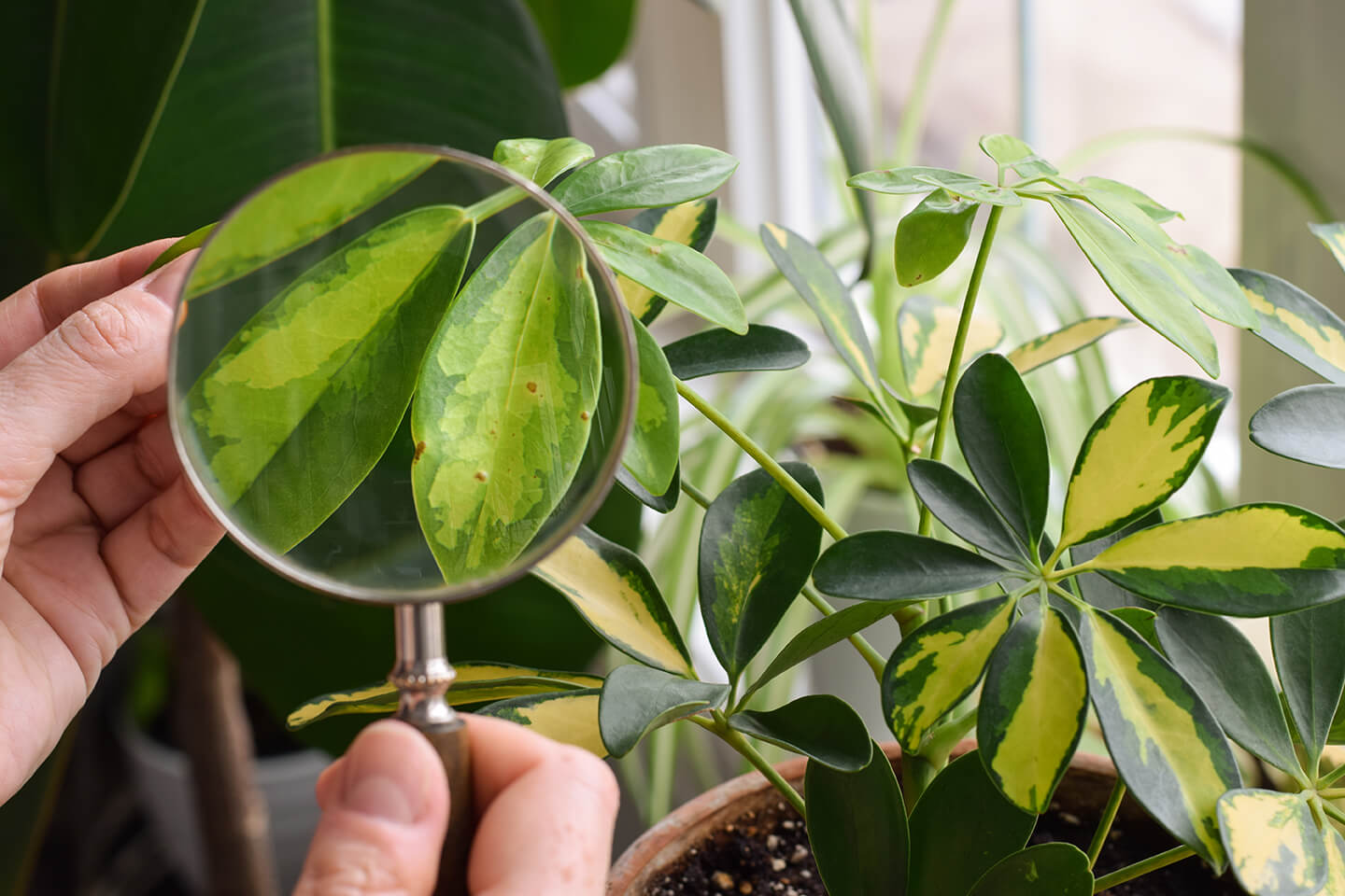 Lush green leaves