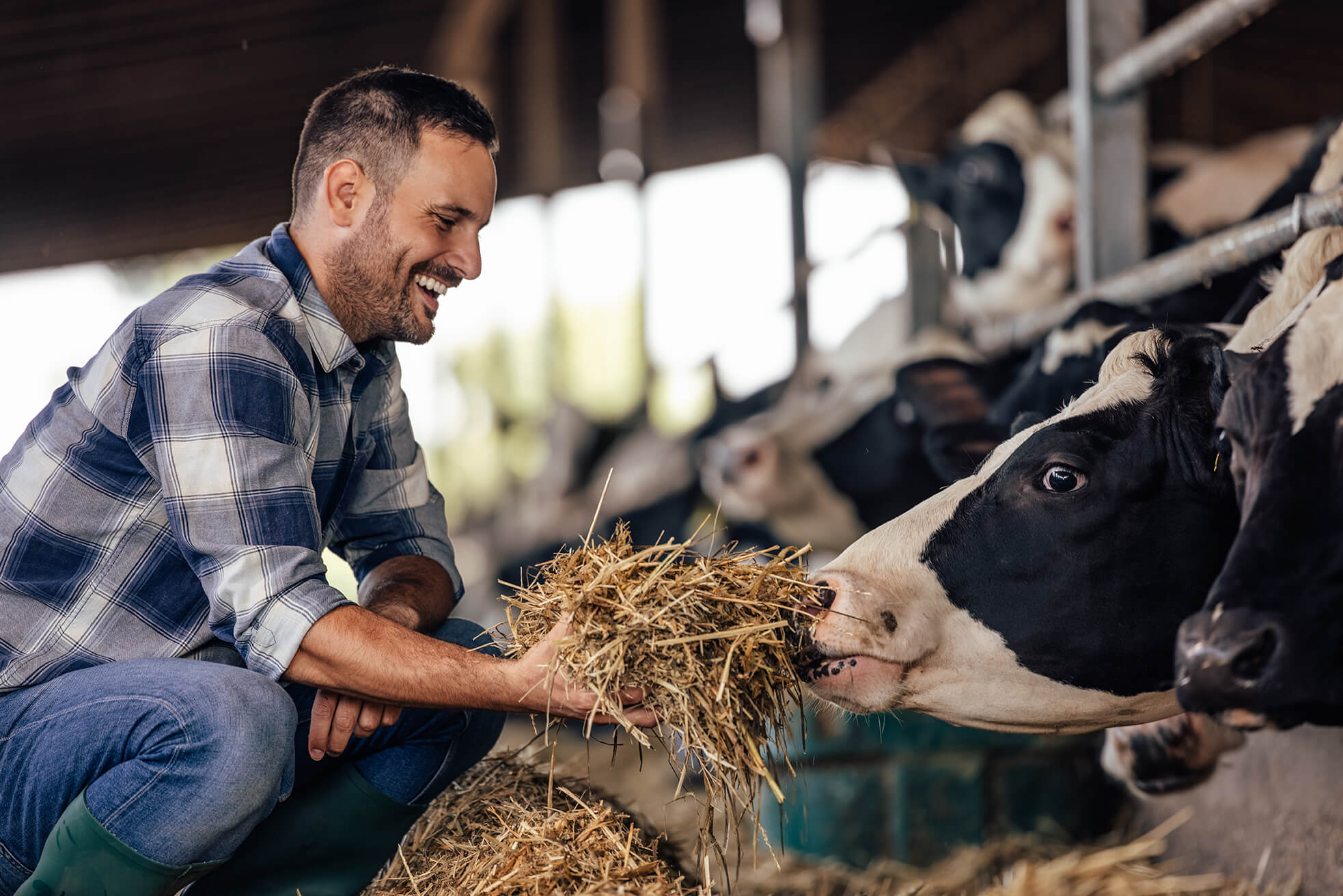 Farmer with dairy cows