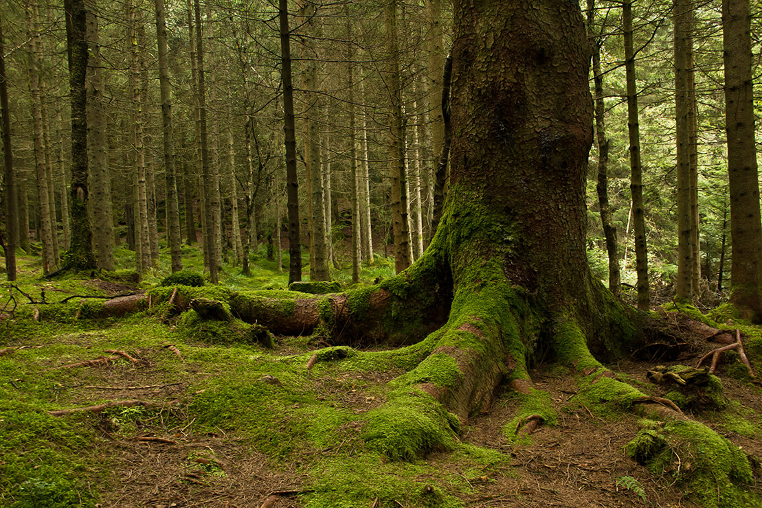 Hikers on a mountain trail — experienced guides