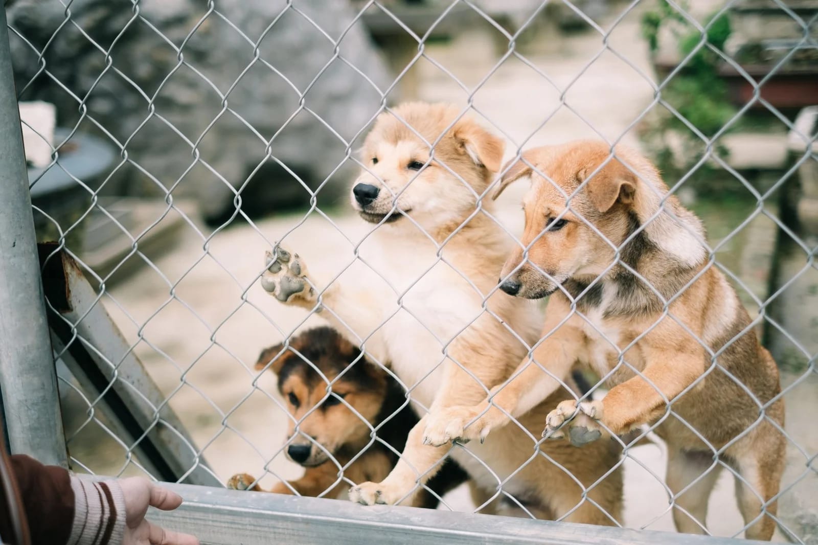 Three young dogs pressed against a chain-link fence, one reaching a paw toward an outstretched hand