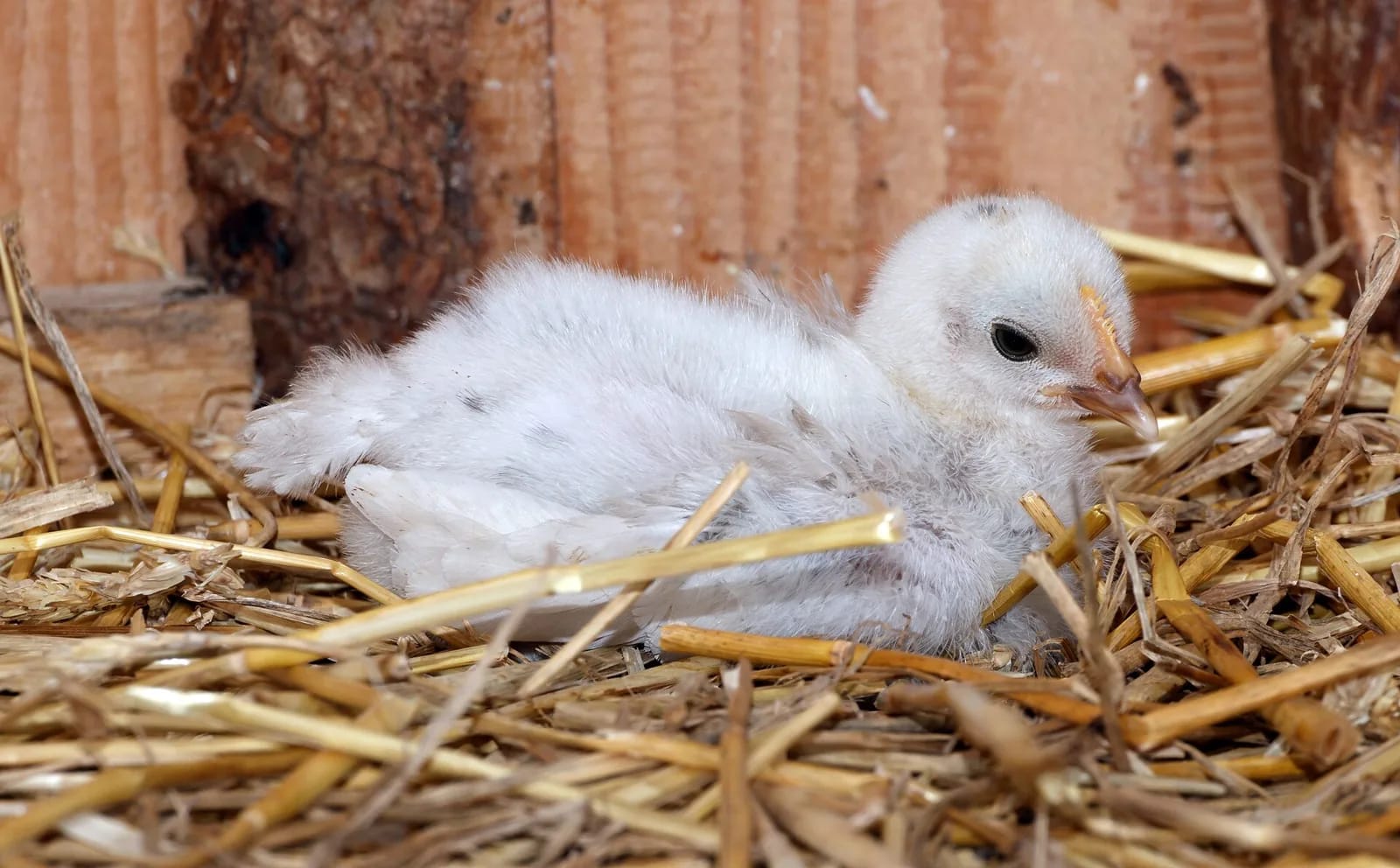 A single young white chick resting on straw bedding inside a wooden coop