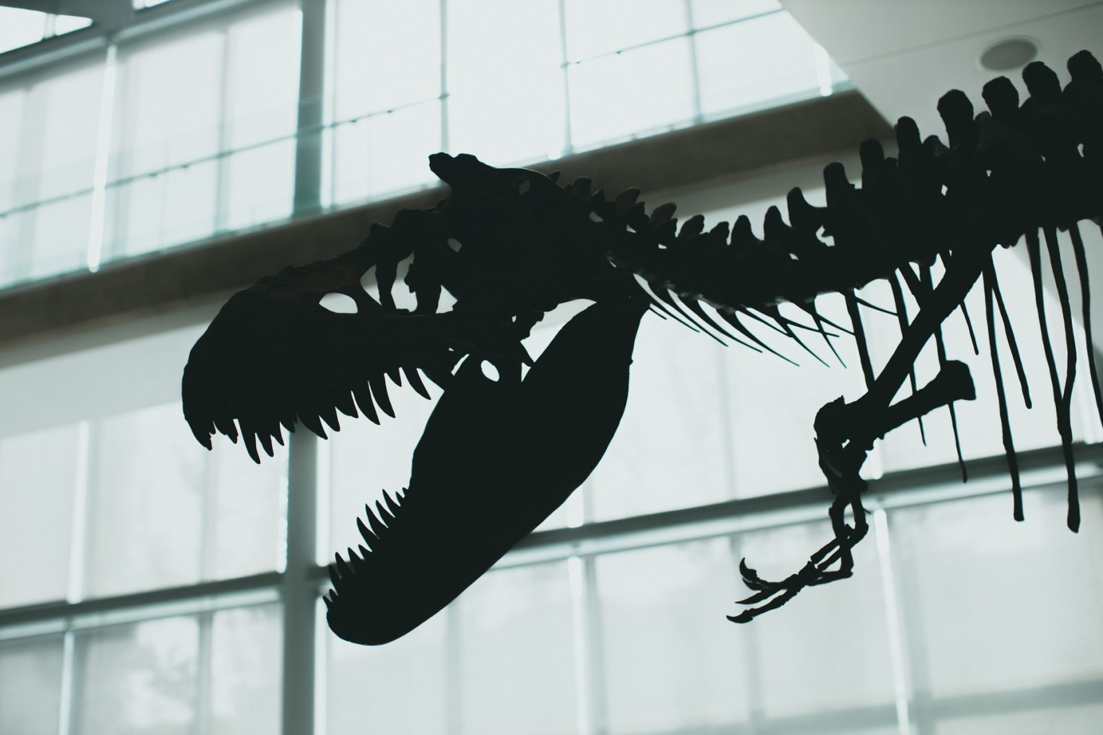 The silhouette of a mounted tyrannosaur skeleton, jaws open, seen against a tall bright window wall inside a museum gallery