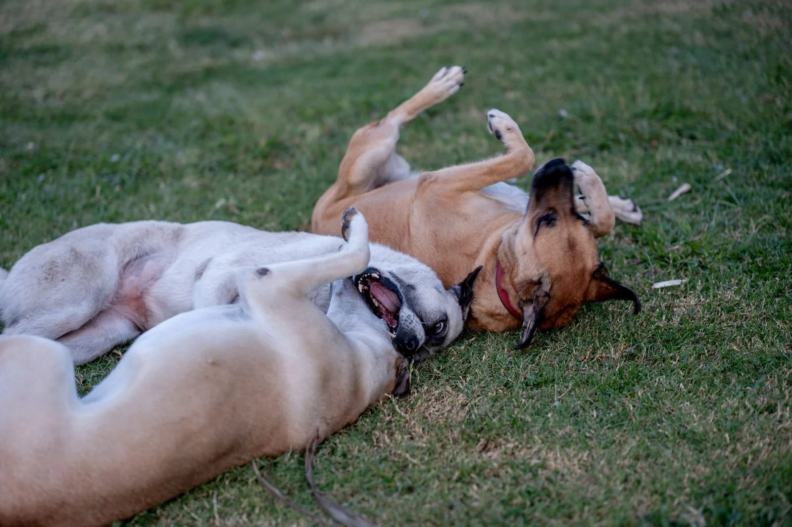 Three dogs rolling and play-wrestling together on grass, one wearing a red collar