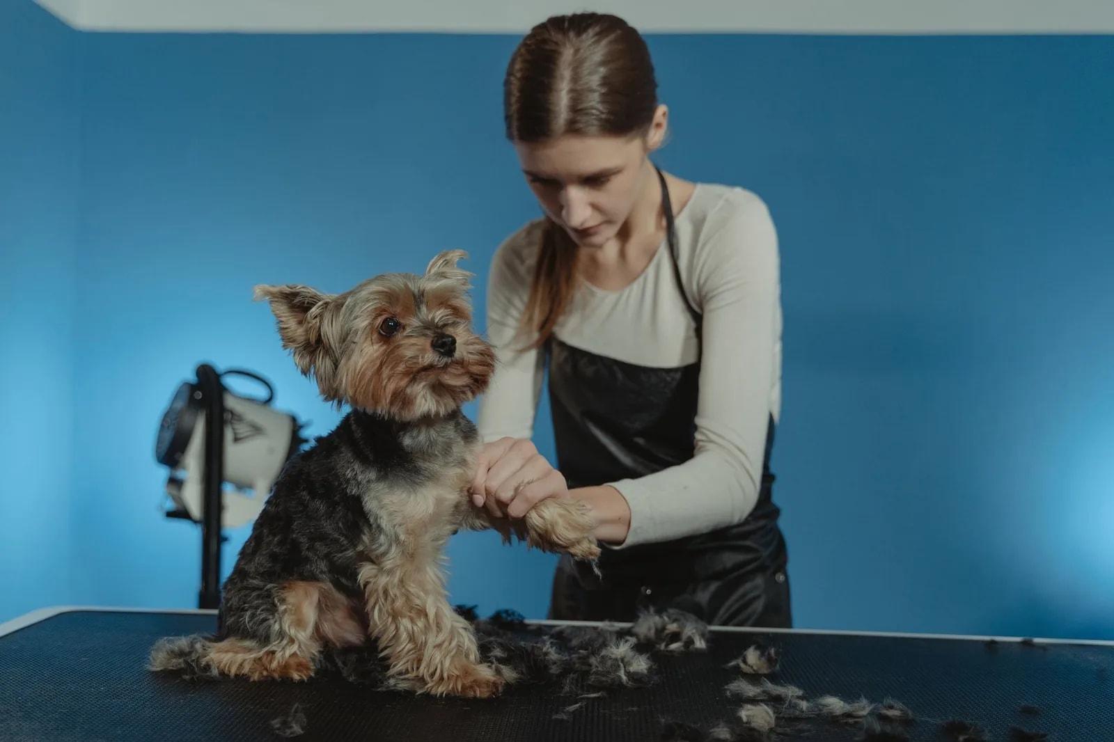 A Yorkshire terrier standing on a grooming table while a groomer works on its coat