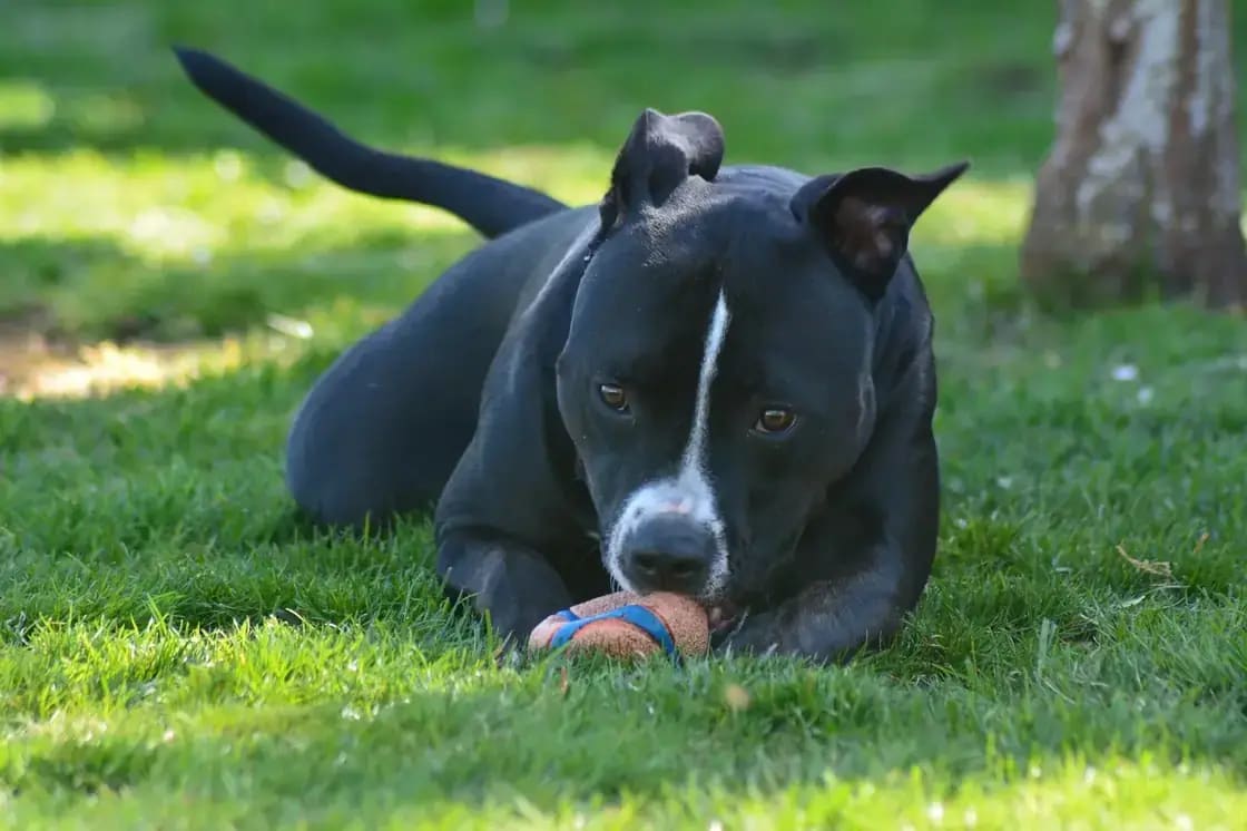 A black dog lying in the grass with a ball