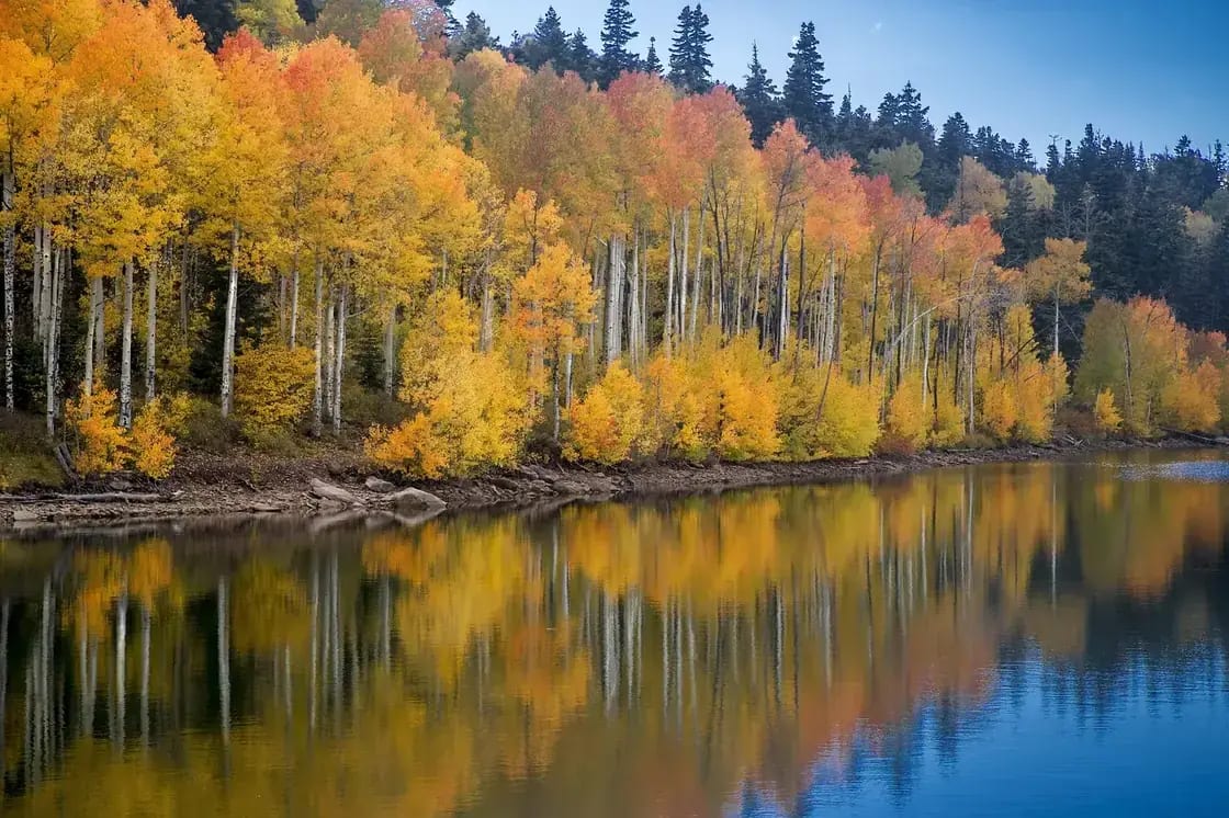 Golden aspens reflected in still water in autumn