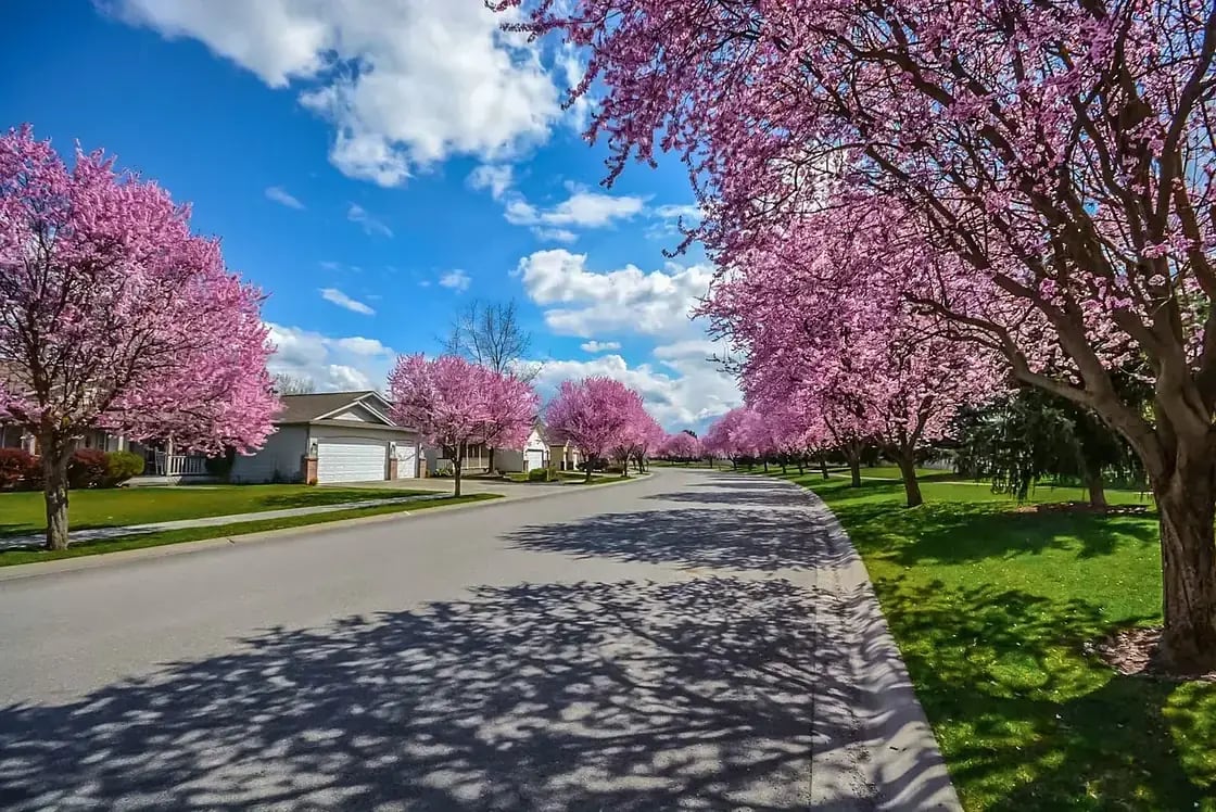 A quiet suburban street lined with blossoming trees