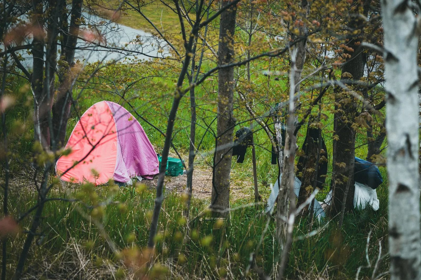 A pink tent pitched among trees in a wooded campsite
