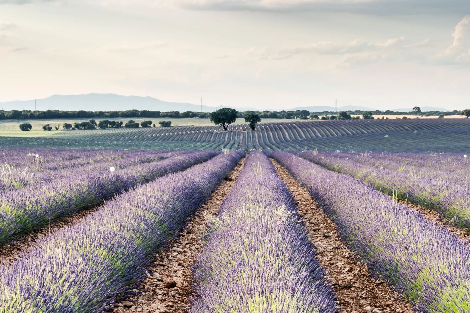 Rows of flowering lavender converging toward a distant line of trees and low hills