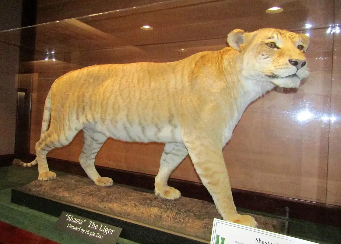 Shasta the liger on display in a glass case at BYU's Monte L. Bean Life Science Museum in Provo