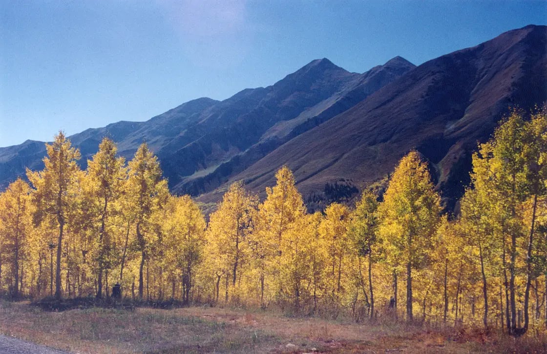 Aspens along the Nebo Loop Scenic Byway, Utah