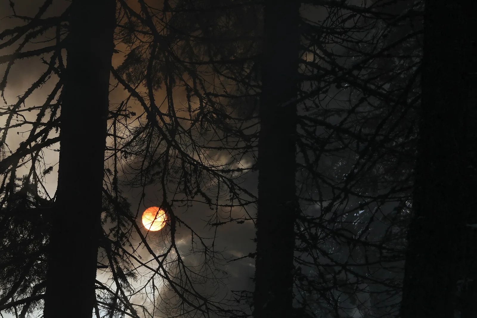 Smoke rising from a burning pile of cut branches on cleared forest ground