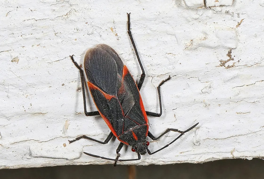 Boxelder bug (Boisea trivittata) on a surface