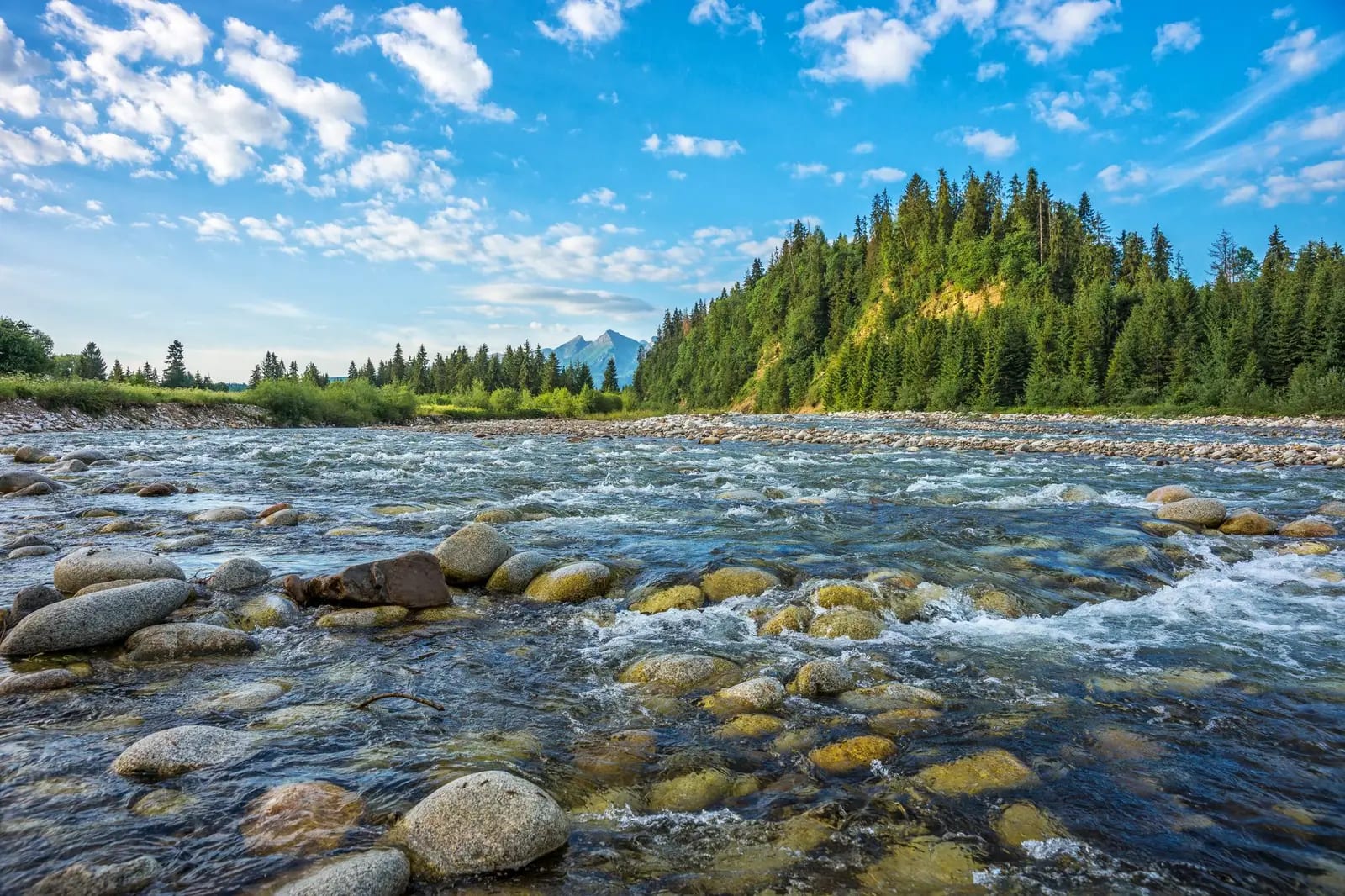 A shallow river running fast over rounded cobbles below a forested slope and a distant peak