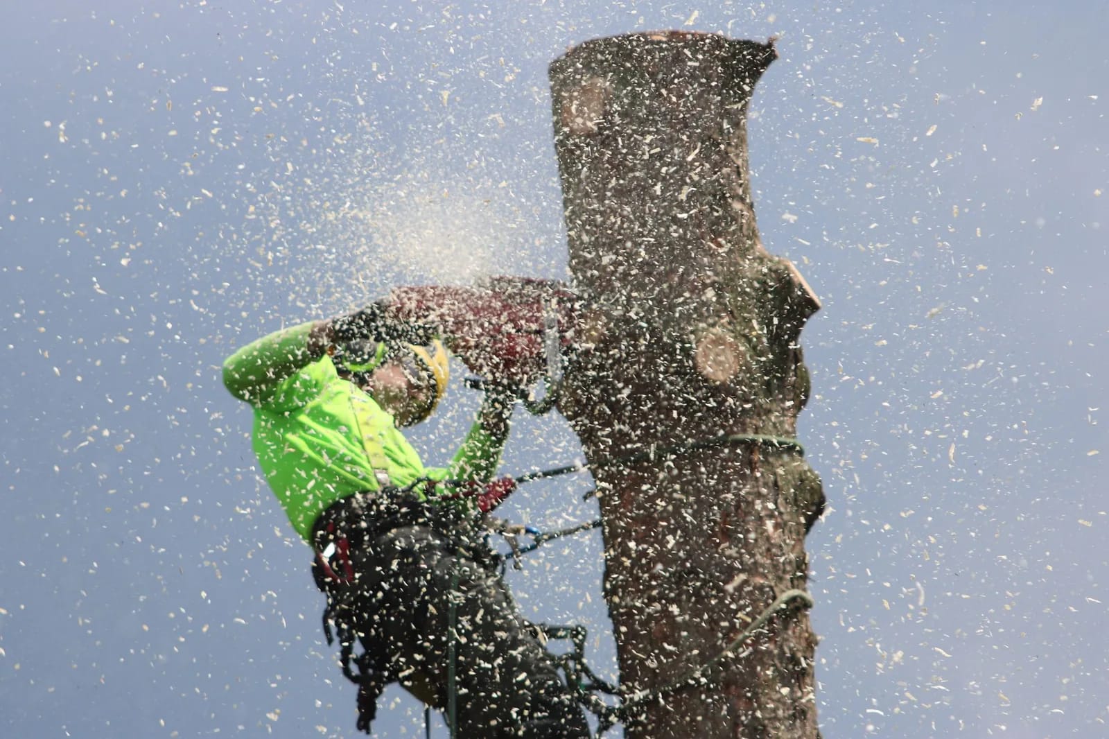 An arborist in a green jacket and climbing harness cutting the top from a bare tree trunk, surrounded by a cloud of sawdust
