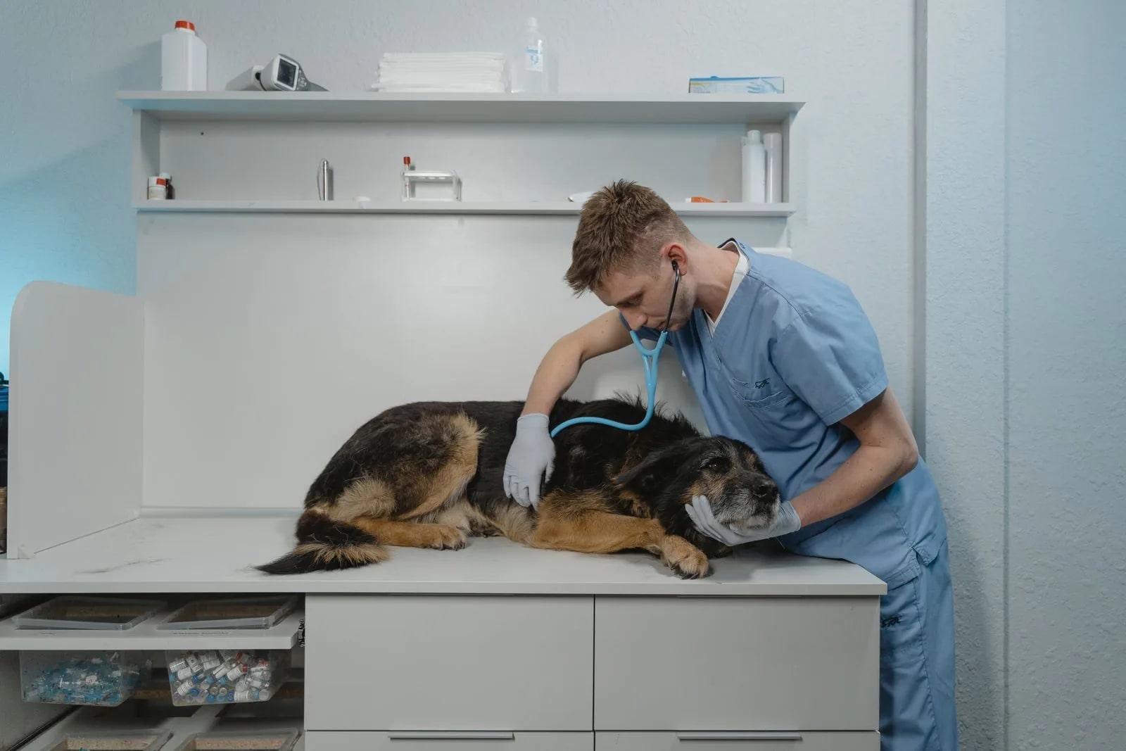 A veterinarian in blue scrubs listening to a black and tan dog's chest with a stethoscope on a clinic exam table
