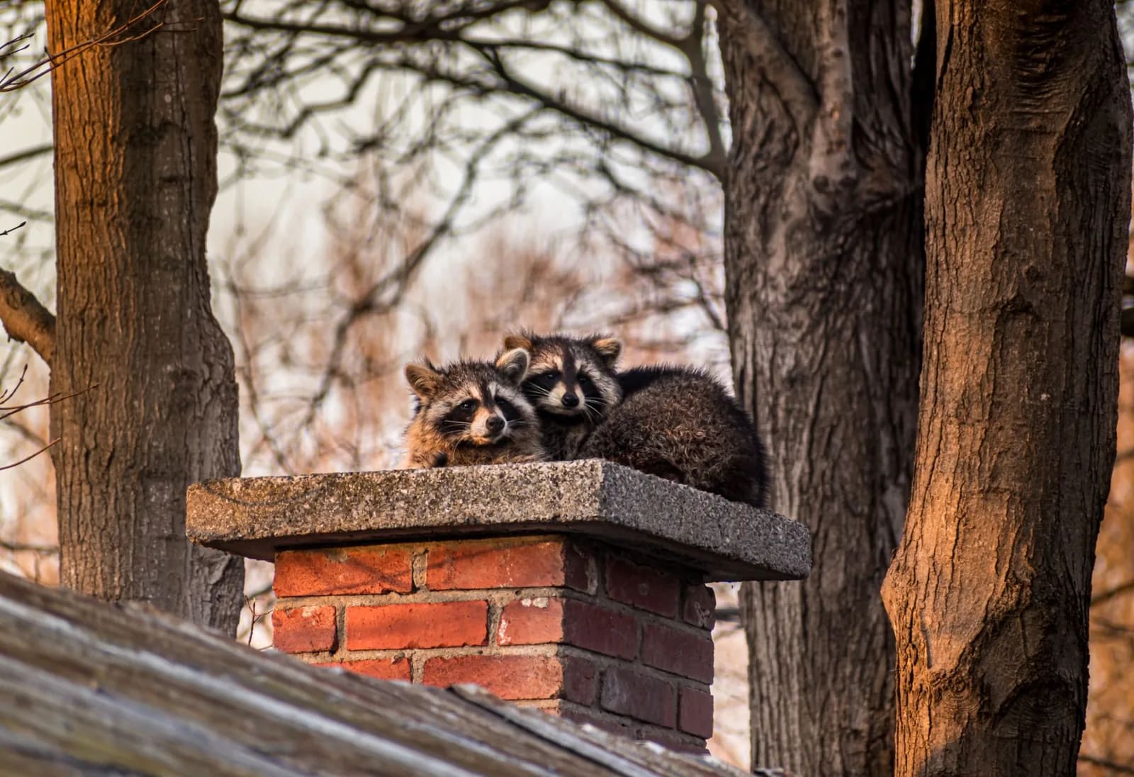 Two raccoons resting on top of an uncapped brick chimney, with bare winter trees behind