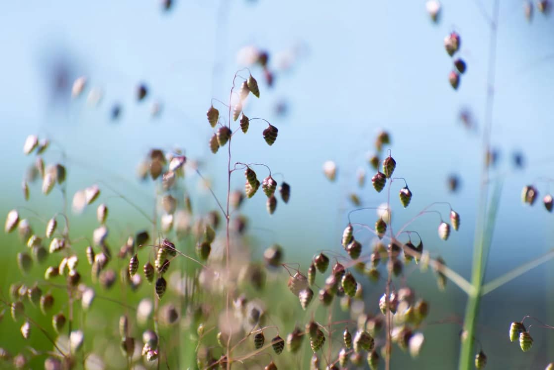 Backlit close-up of quaking grass seed heads on slender stems against a soft blue and green background
