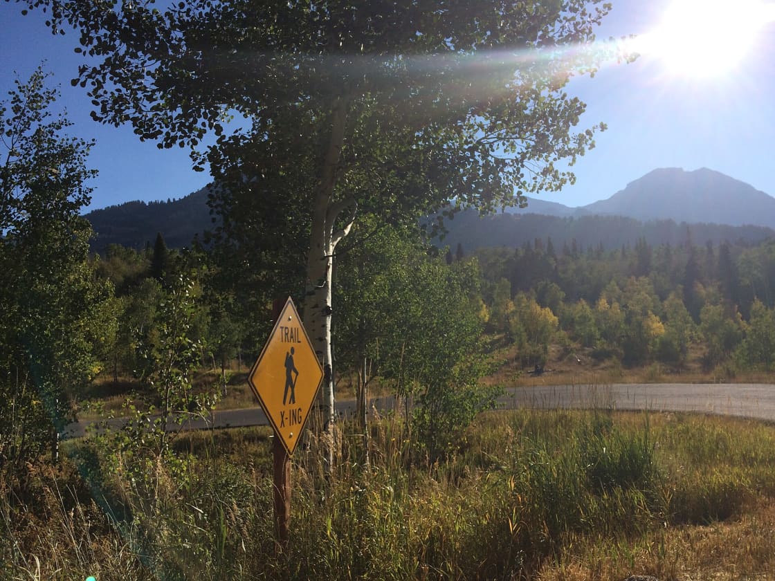 A yellow trail-crossing sign among backlit aspens beside the Alpine Loop road, with a forested ridge behind